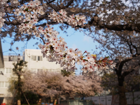 2013sakura_576