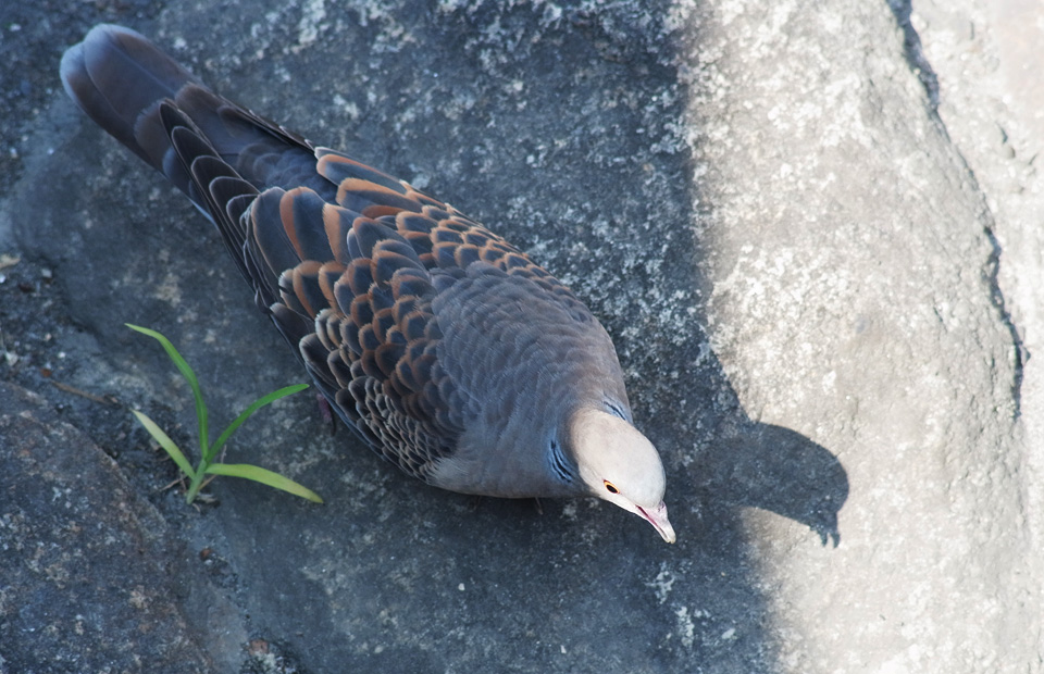 鳩の影