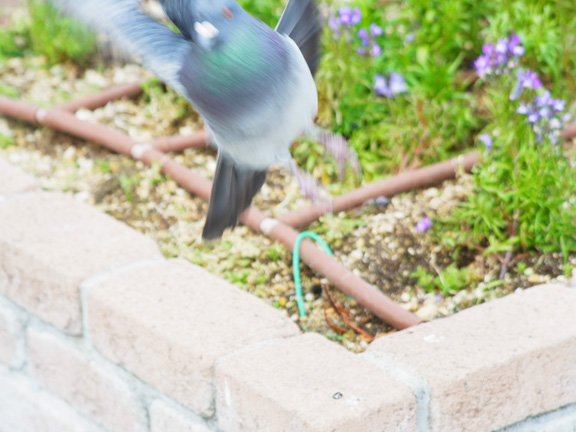 飛び立つハト