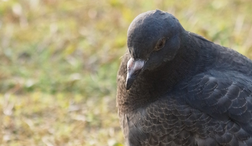 寒そうな鳩