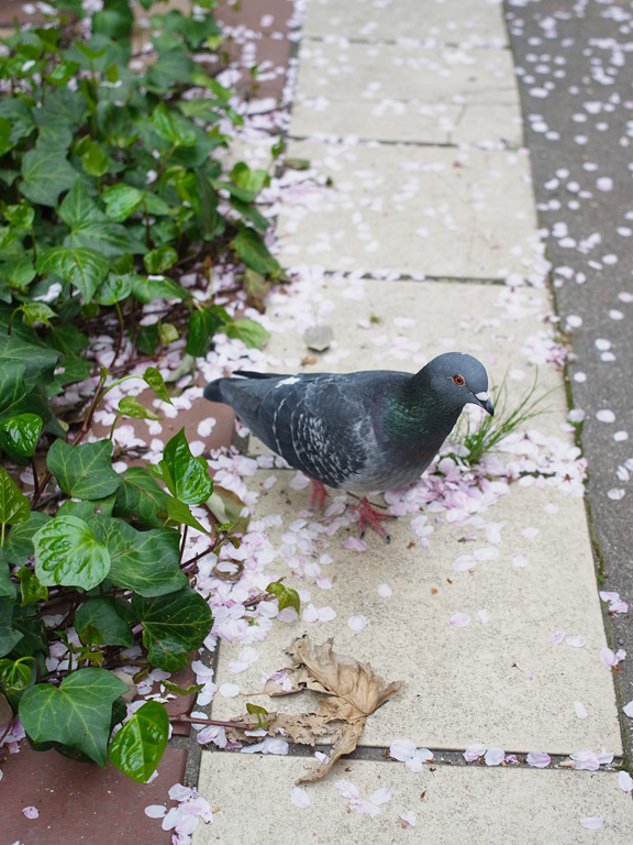 鳩の写真