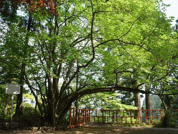 延暦寺の菩提樹