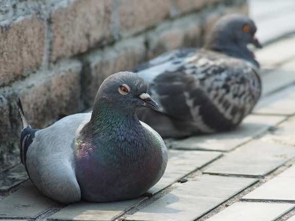 睡魔に襲われる鳩